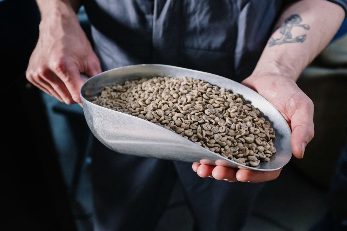 Two hands holding a steel scoop full of pale green unroasted coffee beans