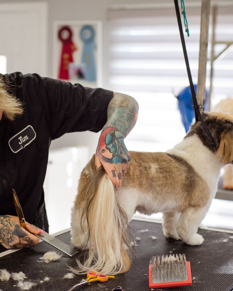 A long coated dog being brushed out on the grooming table
