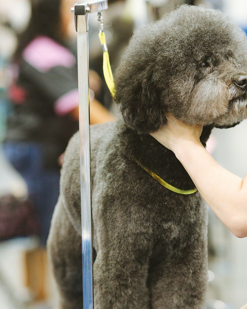 A poodle being finished on the grooming table