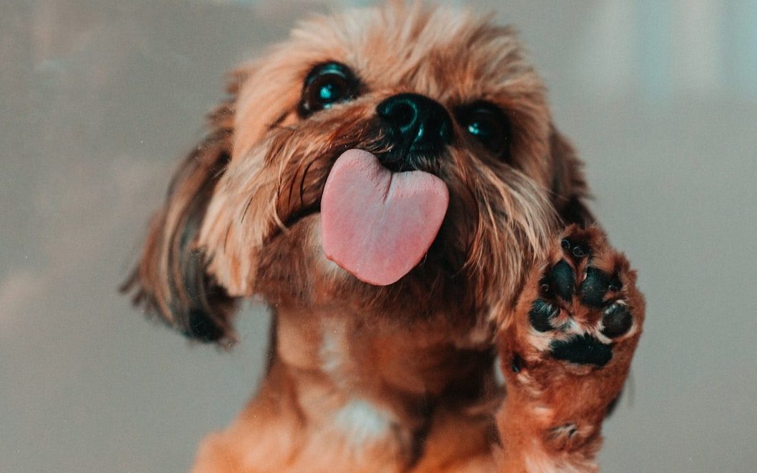 A freshly groomed shih tzu with one paw raised