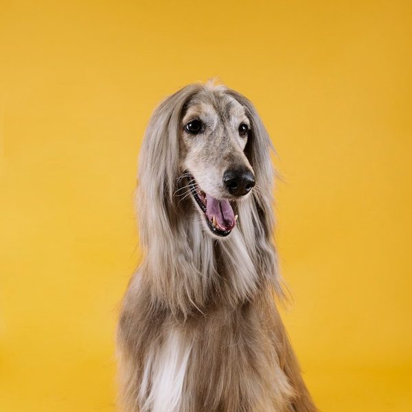 An Afghan hound with a long, freshly brushed coat
