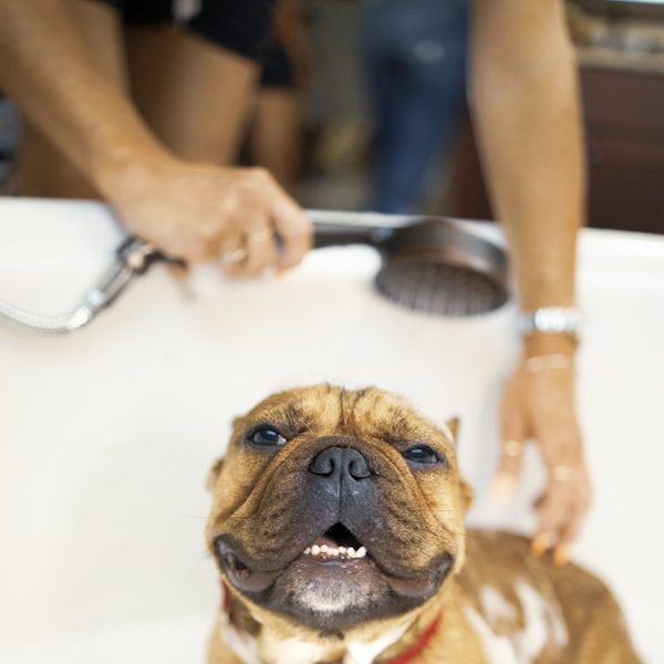 A French bulldog being rinsed in the bath