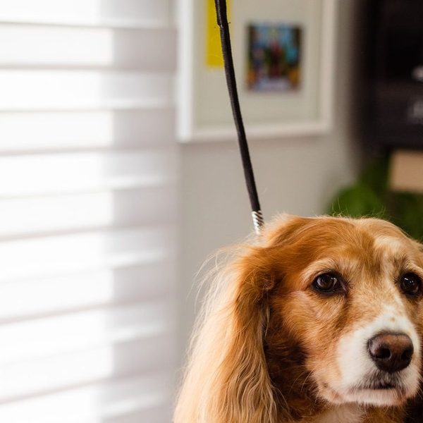 A cocker spaniel sitting on the grooming table