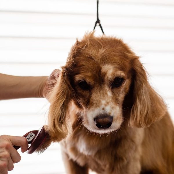 A cocker spaniel having its face trimmed with clippers