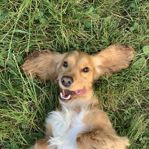 A long haired dachshund lying in the grass after a groom