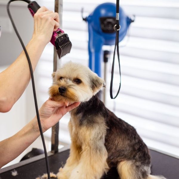 A Yorkshire terrier being blow dried on the grooming table