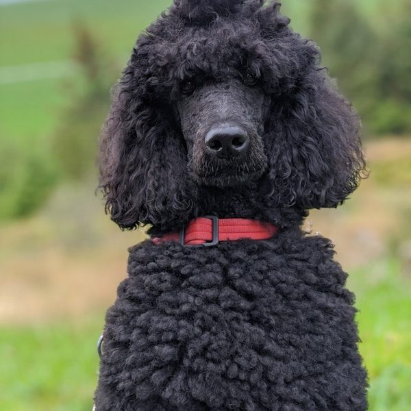 A black standard poodle with a freshly clipped coat