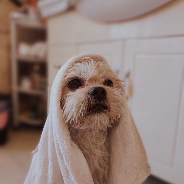 A small terrier wrapped in a towel after a bath