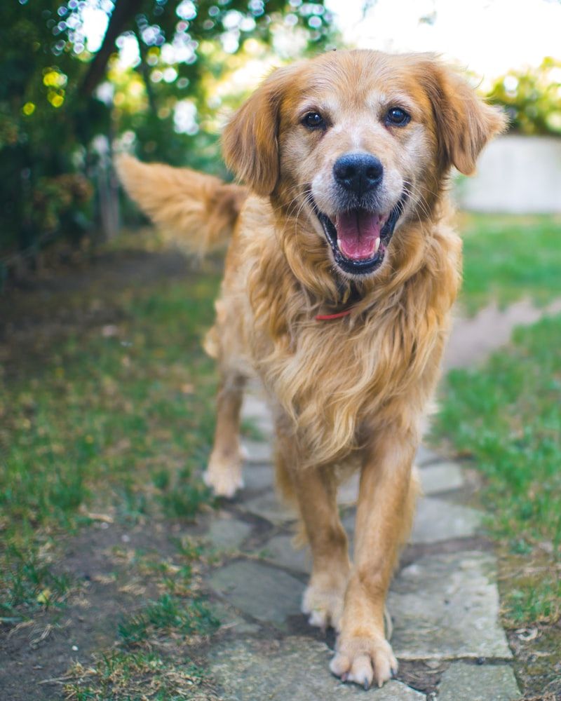A freshly groomed golden retriever out for a walk