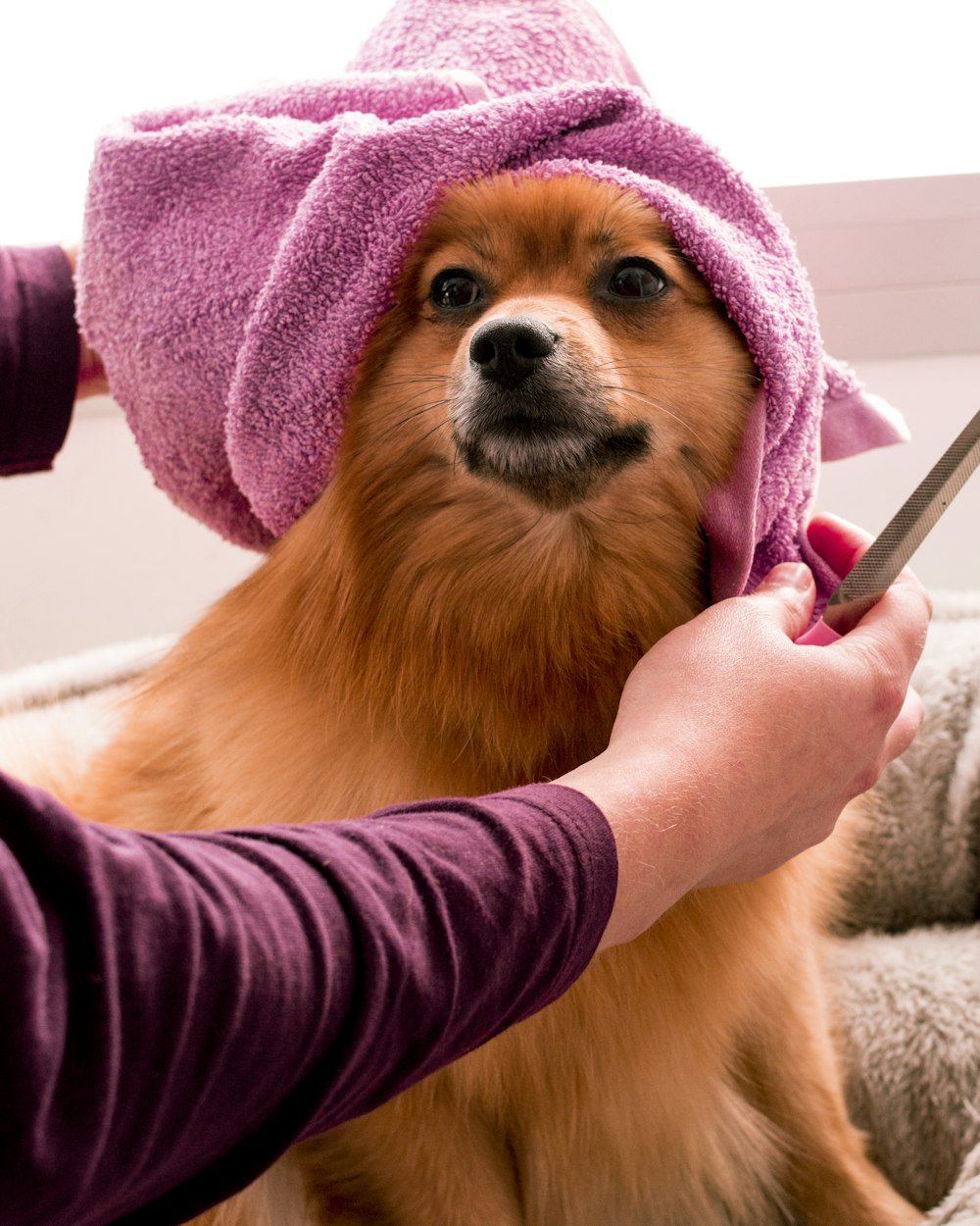A small dog wrapped in a towel having its coat trimmed after a bath