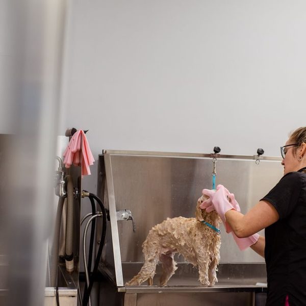 A dog being bathed in a stainless tub
