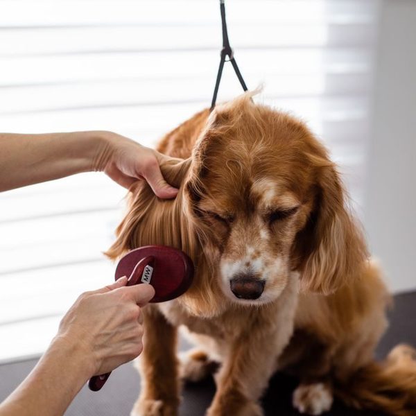 A cocker spaniel being brushed and blow dried