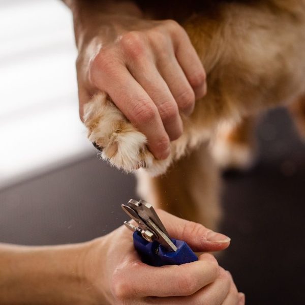 A dog having its nails trimmed