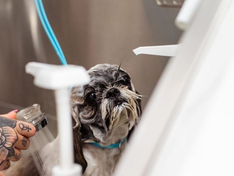 A small dog being rinsed in the bath