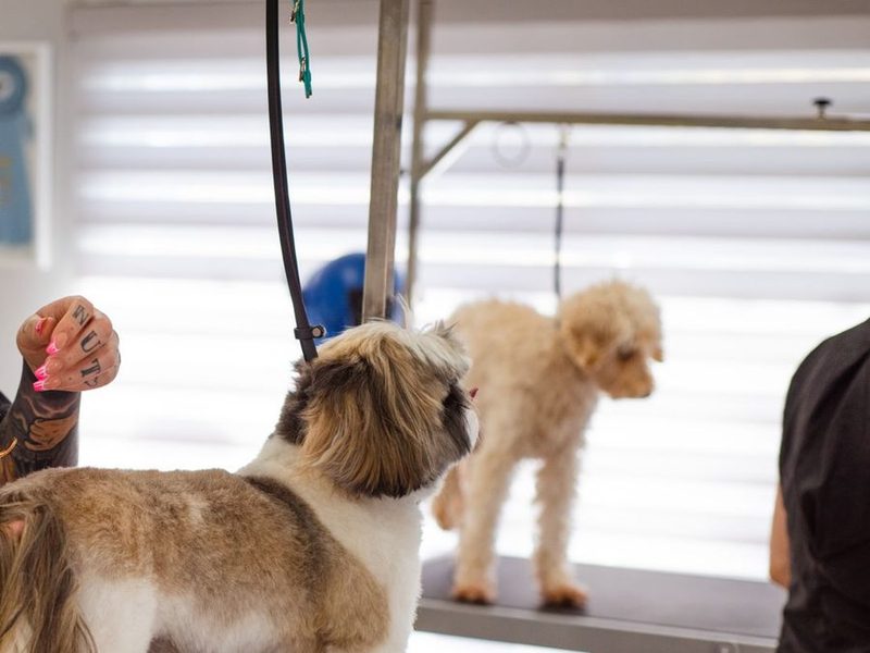 A small dog being scissored on the grooming table