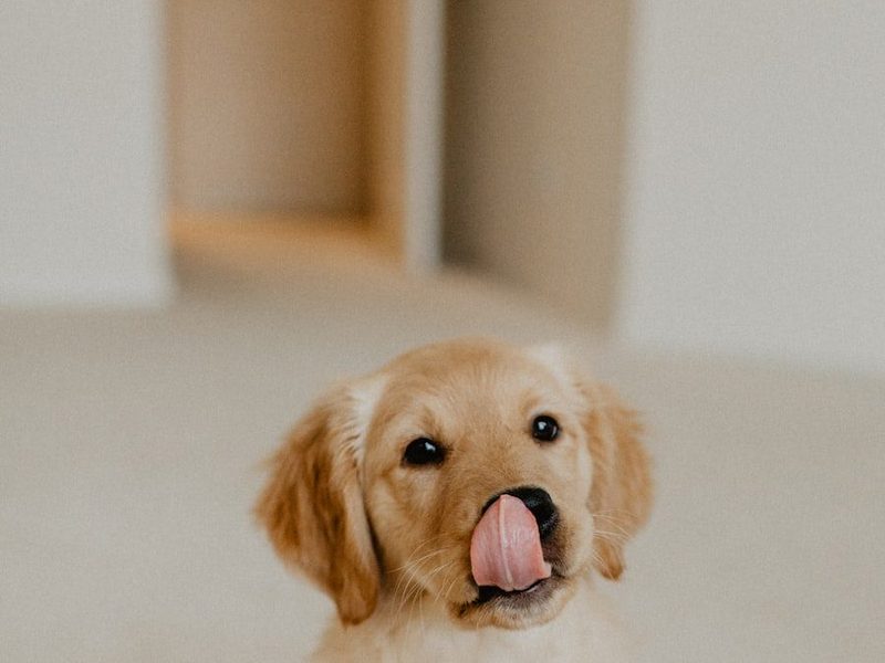 A golden retriever puppy