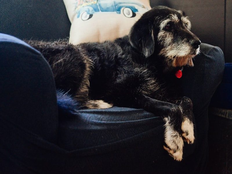 An older dog with a grey muzzle resting on a chair