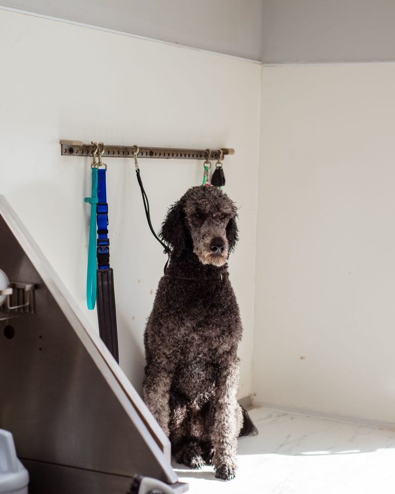 A dog standing on the grooming table beside the bath