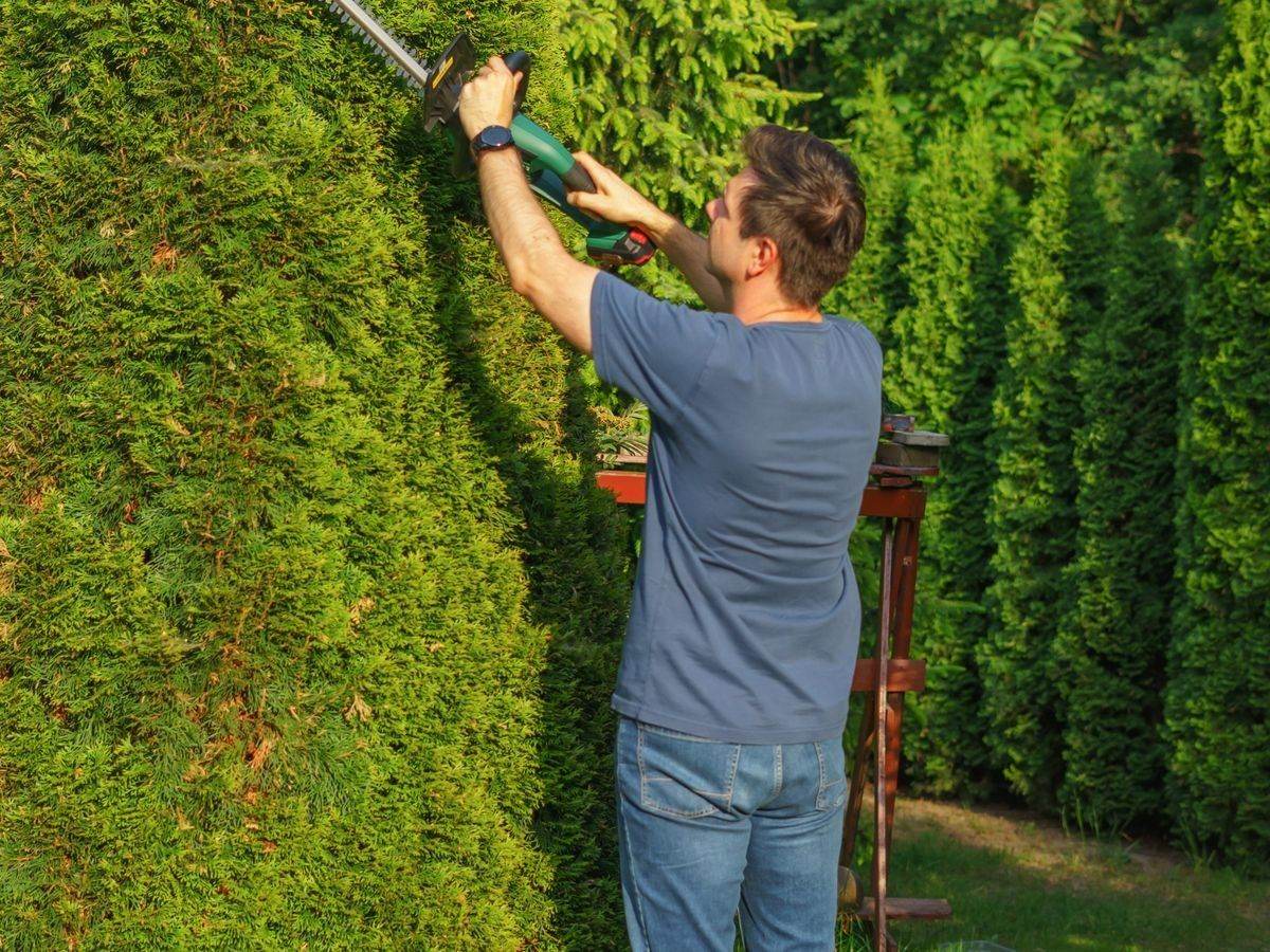A hedge being shaped with a powered trimmer