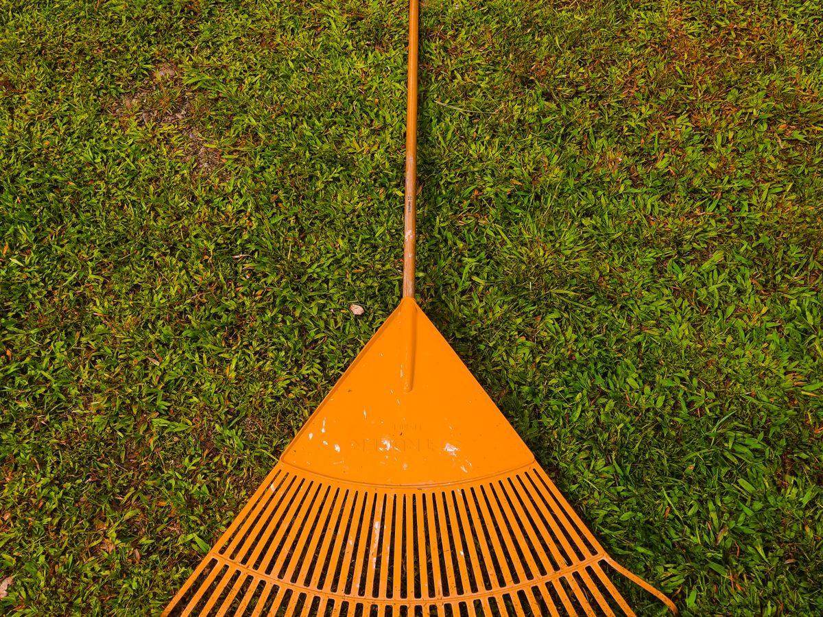 A rake lying on a green lawn during fall cleanup
