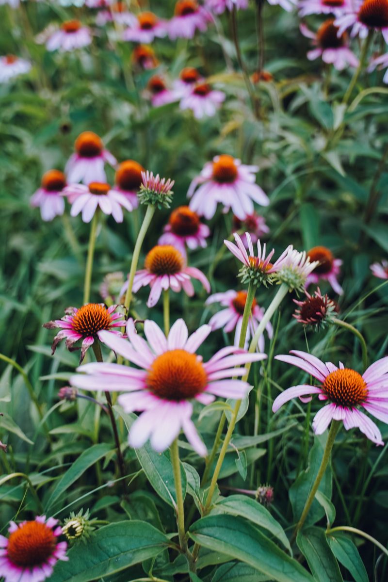 Pink coneflowers with orange centers blooming in a garden bed