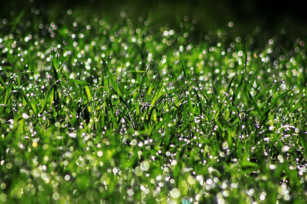 Close view of fresh green grass blades covered in morning dew