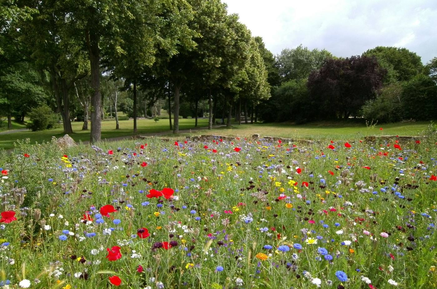 A mown green lawn and a row of tall trees behind a wildflower meadow of red poppies, blue cornflowers and white daisies