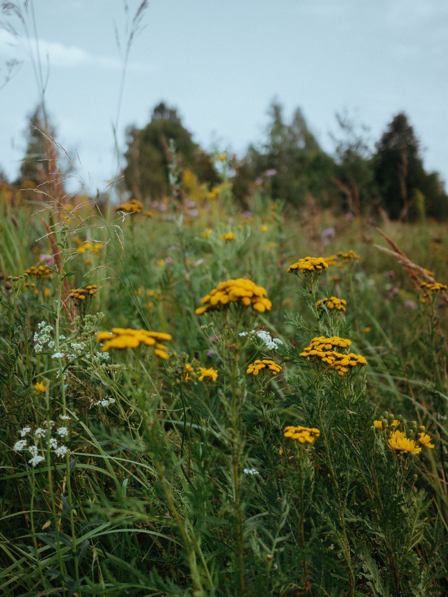 A meadow of tall grasses with yellow tansy and white flowers in front of evergreen trees