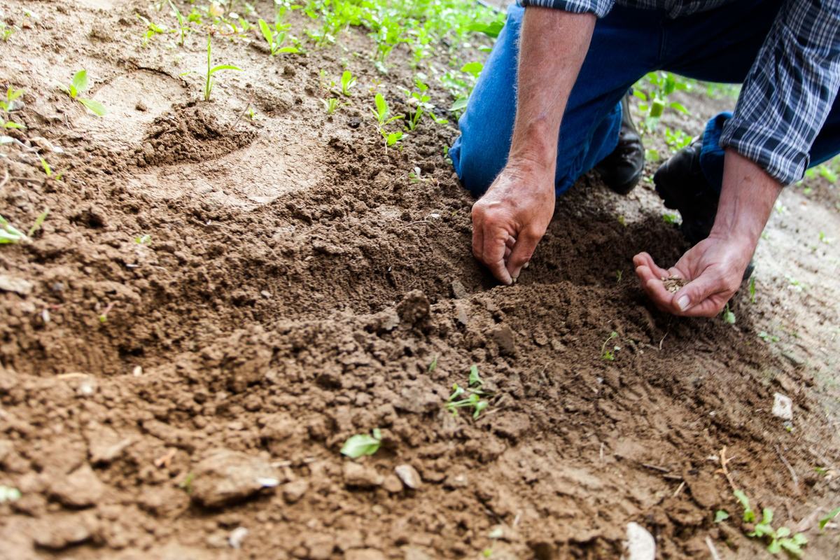 A gardener kneeling to sow seed by hand into freshly loosened soil