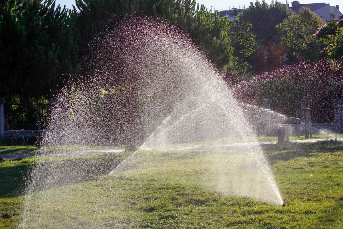Pop up sprinklers spraying arcs of water across a green lawn in low sunlight