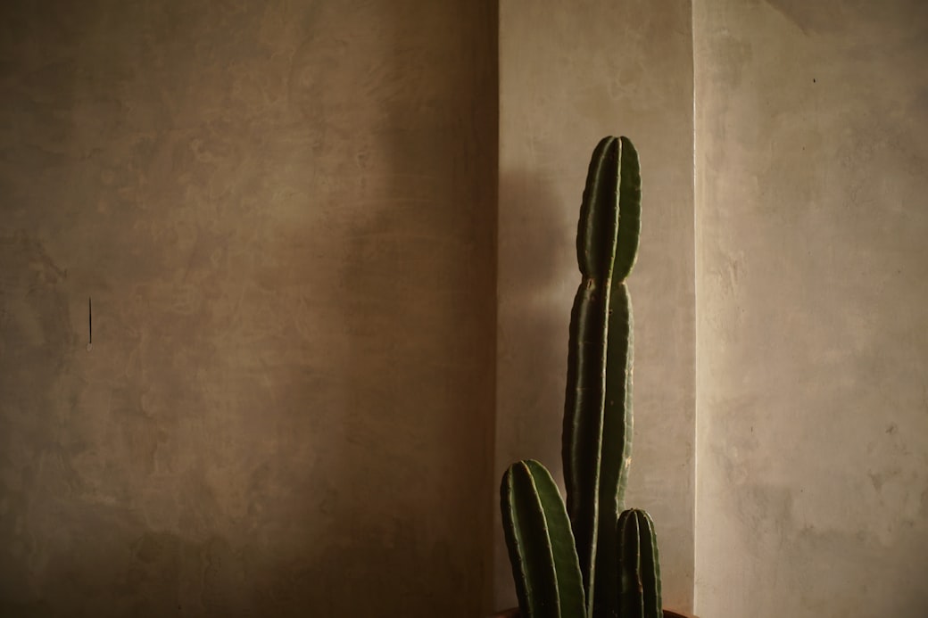 Late sun falling across a warm plaster courtyard wall, with a tall column cactus casting a long shadow.